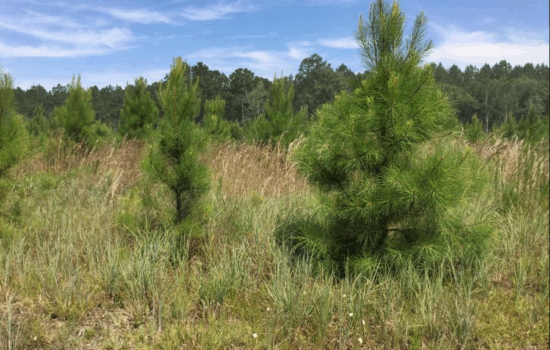13.5 Acres of Peaceful Land in Guyton, GA – Build Your Dream Home in the Country!