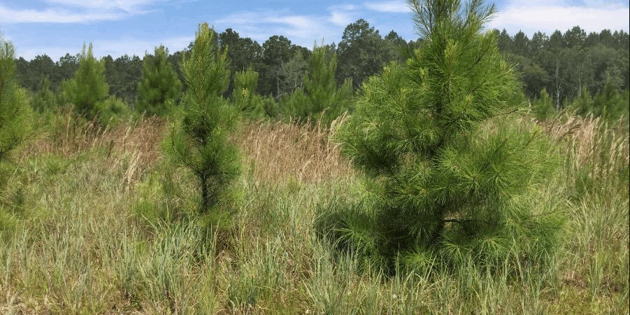 13.5 Acres of Peaceful Land in Guyton, GA – Build Your Dream Home in the Country!